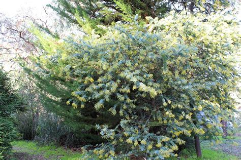 木 代表種|庭木におすすめの常緑樹38種！低木、中木、高木、花木、。